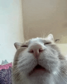 a close up of a cat 's face with its eyes closed and mouth open .