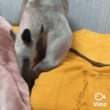 a dog is laying on a bed with a yellow blanket and a vimeo logo in the corner