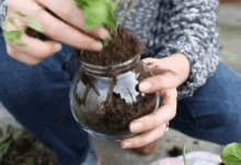 Plants In Old Jars GIF