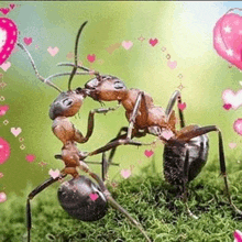 two ants are kissing each other in the grass with hearts and balloons in the background .