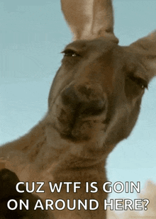 a kangaroo with the words cuz wtf is goin on around here written below it
