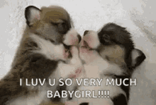 Cute Dogs GIF - Cute Dogs Puppies GIFs