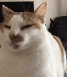 Suspisious Catsuspisious GIF - Suspisious Catsuspisious Cat GIFs