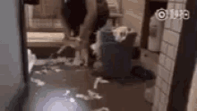 Cat Clean Up GIF - Cat Clean Up Mess GIFs