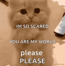 a cat is sitting next to a cell phone and says `` im so scared you are my world please please '' .