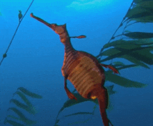 a seahorse with a long beak is swimming in the water