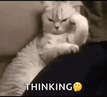 Thinking Cat GIF - Thinking Cat GIFs