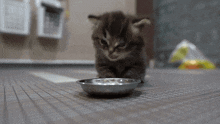 Bleh Cat GIF - Bleh Cat Kitten GIFs