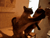 two cats standing on their hind legs looking at each other in a room