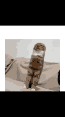 a cat is standing on its hind legs on a couch .
