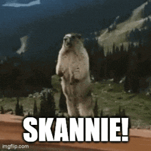 a polar bear standing on its hind legs with the words skannie written on the bottom