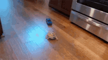 Slow Down GIF - Turtle Chasing Toy Car Lol Funny GIFs