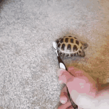 Turtle Toothbrush GIF - Turtle Toothbrush GIFs