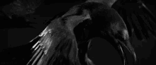 Crow Shadow GIF - Crow Shadow Metal GIFs