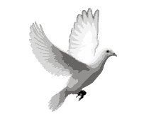 fly dove