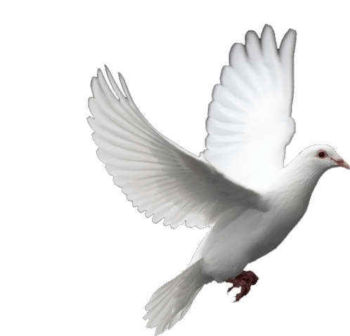 Paloma Dove Sticker - Paloma Dove Bird - Discover & Share GIFs