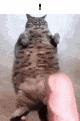 Fat Cat GIF - Fat Cat GIFs