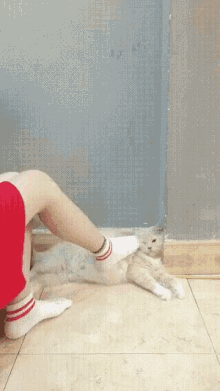 Cat Cuddle GIF - Cat Cuddle Tickle GIFs