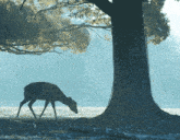 a deer is grazing under a tree in the fog