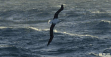 Seagull Flying GIF