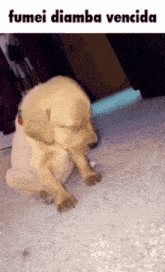 Diamba Vencida GIF - Diamba Vencida Dog GIFs