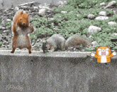 Trees Squirrels GIF - Trees Squirrels Where Is My Home GIFs