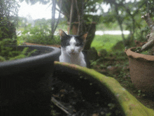 Bug Cat GIF - Bug Cat GIFs