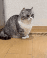 Komaru Komarucat GIF - Komaru Komarucat Cat GIFs
