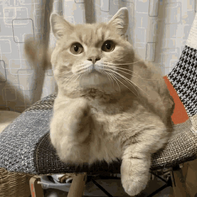 Cat Babe GIF - Cat Babe - Discover & Share GIFs