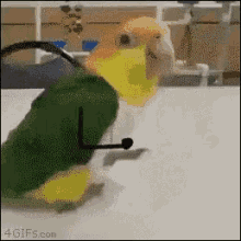 Parrot Hopping GIF - Parrot Hopping Arms GIFs
