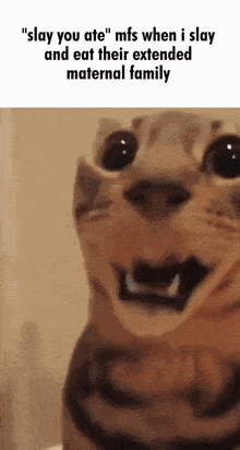 Surprised Cat Goofy Cat GIF - Surprised Cat Cat Goofy Cat GIFs