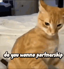 Cat Do U Wanna Partnership GIF - Cat Do U Wanna Partnership Discord GIFs