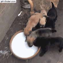 puppy dog cute pet milk