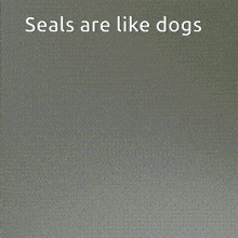 Seals GIF - Seals GIFs