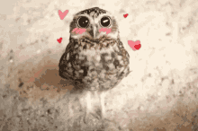 Wide Awake GIF - Wide Awake Owl GIFs