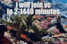 cuttlefish join vc voice call voice chat discord meme