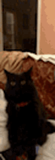 Black Cat Cat GIF - Black Cat Cat Kitten GIFs