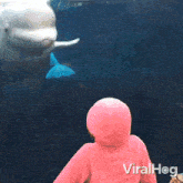 Splashed Beluga Whale GIF - Splashed Beluga Whale Viralhog GIFs