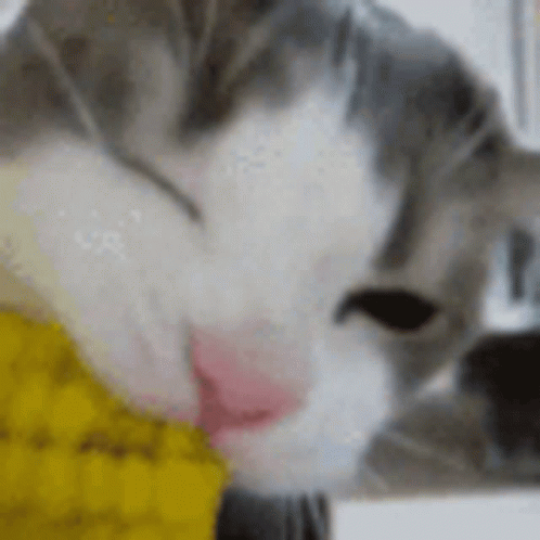 Cat Corn Corn GIF - Cat Corn Corn Cat - Discover & Share GIFs