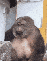 a close up of a monkey 's face with a blurred background