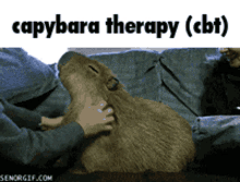 relax capybara