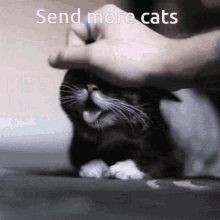 Keep Sending Cat Gif GIF
