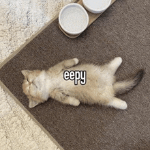 Cat Funny GIF - Cat Funny GIFs