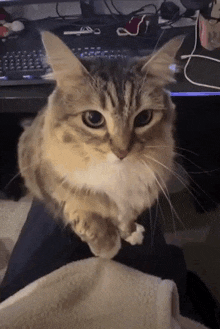 a cat is sitting on a person 's lap in front of a keyboard