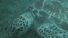 eating diving for endangered sea turtles in australia munch eat chew