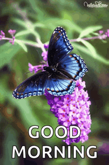 a blue butterfly is perched on a purple flower and the words good morning are below it