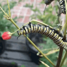 Caterpillar Insect GIF - Caterpillar Insect Rose GIFs