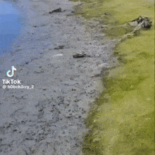 a crab is crawling on the ground in the water .