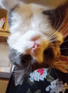 Confused Cat GIF - Confused Cat Weird GIFs