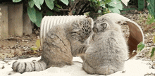 Pallas Cat GIF - Pallas Cat Pallas Cat GIFs